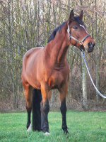 /album/fotogalerij/afscheidsshoot-7-png1/